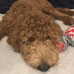 Morgan - Goldendoodle