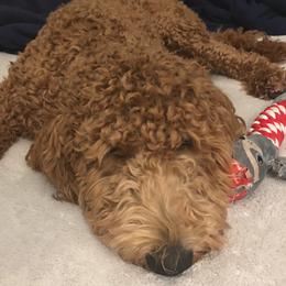 Morgan - Goldendoodle