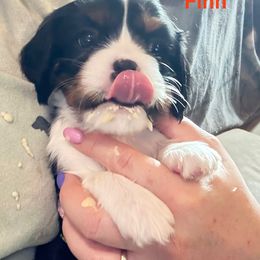 Cavalier King Charles Spaniel Puppies from Zodiac KKCavaliers