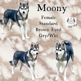 Moony - Alaskan Klee Kai