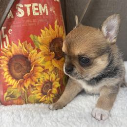Fannie - Fawn female Chihuahua puppy in Gay, Georgia from That’s My Puppy