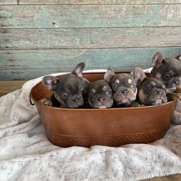 French Bulldog Puppies from Southern Dreams Farm, LLC