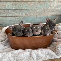 French Bulldog Puppies from Southern Dreams Farm, LLC