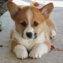 Australian Shepherd and Pembroke Welsh Corgi Puppies from Salt Creek Farm Dogs