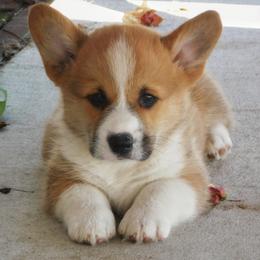 Australian Shepherd and Pembroke Welsh Corgi Puppies from Salt Creek Farm Dogs