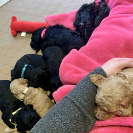 Goldendoodle Puppies from Little Doodle Love