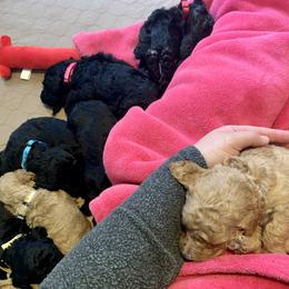 Goldendoodle Puppies from Little Doodle Love