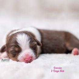 Dazzle - Red tri-color female Australian Shepherd puppy in Woodford, Virginia from Skyborne Australian Shepherds