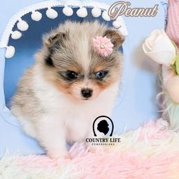 Peanut - Blue merle female Pomeranian puppy in Idaho Falls, Idaho from Country Life Pomeranians