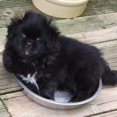 Pugs and Tibetan Spaniels from Wright's Pugs