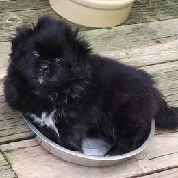 Pugs and Tibetan Spaniels from Wright's Pugs