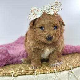 Matilda - Red female Maltipoo puppy in Melissa, Texas from Southern Love Cavapoos & Maltipoos