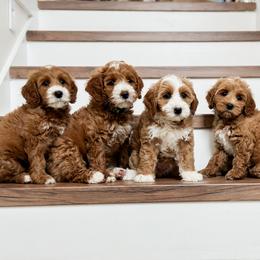Australian Labradoodle Puppies from West Haven Australian Labradoodles