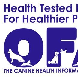 Labrador Retriever Puppies from Down South Retrievers