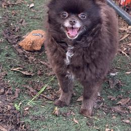 Yuki - Chocolate female Pomeranian puppy in Newport Beach, California from Exotic City Pomeranians and chihuahuas