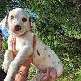 Blue - White and liver brown male Dalmatian puppy in Pine City, Minnesota from Rock Creek Dalmatians