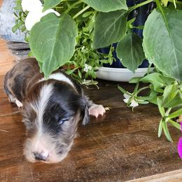 Twister - Dapple female Dachshund puppy in Franklin, West Virginia from Long Mountain Long Dogs