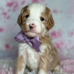 Purple-naomi - Red female Bernedoodle puppy in Yuciapa, California from AlltheDoodlez_