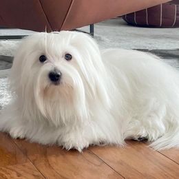 Muñeca - Coton de Tulear