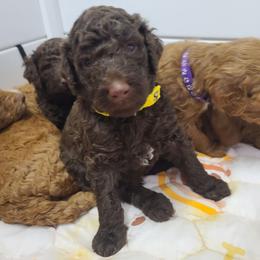 White collar - Brown male Poodle puppy in Colorado Springs, Colorado from Silly's Standard Poodles