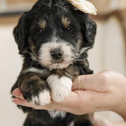 Aphrodite - Red Collar Female - Tri-color female Bernedoodle puppy in Kamas, Utah from A + E Farms