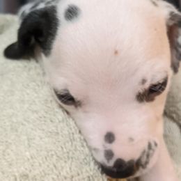 Girl 7-under ear patch - White and black female Dalmatian puppy in Maryville, Tennessee from Coachside Dalmatians