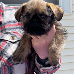 Girl 2 - Belge Brussels Griffon puppy in Ashland, Massachusetts from Amelyn Show Dogs