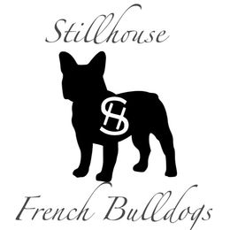 French Bulldogs from Stillhouse Frenchies