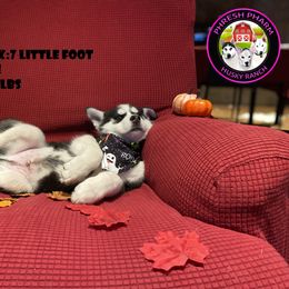 Siberian Husky Puppies from Phresh Pharm Husky Ranch