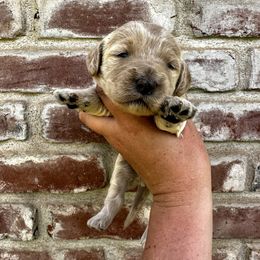 Goldendoodle Puppies from Lipscomb Doodles