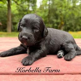 Sangria - Black and white female Aussiedoodle puppy in Mulino, Oregon from Korbella Farm