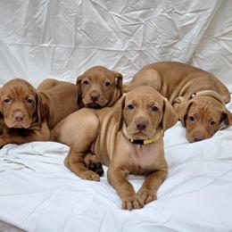 Vizsla Puppies from Avellana Vizslas
