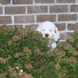 Clumber Spaniel Puppies from SunMagic Clumber Spaniels