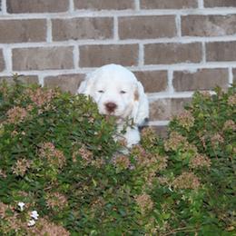 Clumber Spaniel Puppies from SunMagic Clumber Spaniels