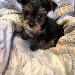 "Boy little white " Yorkshire Terrier Puppies from Becky Harriman's Yorkshire Terriers