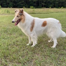 Starlight - Collie