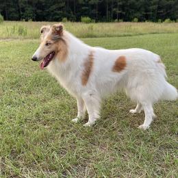 Starlight - Collie