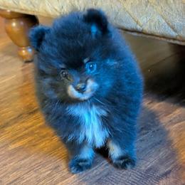 Tanny (bigger) - Black and tan male Pomeranian puppy in Danielsville, Georgia from PassionatePomPoms