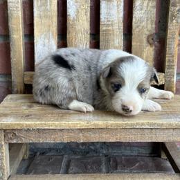 BMM1 - Blue merle male Miniature Australian Shepherd puppy in Lexington, Nebraska from Osborne's Aussies