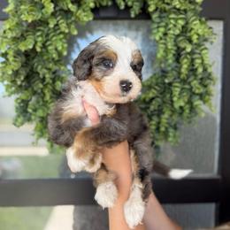 Boy 6 - Merle male Bernedoodle puppy in Spanish Fork, Utah from K Brand Doodles