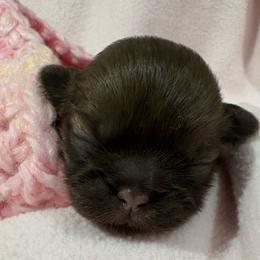 Sofia - Liver female Shih Tzu puppy in League City, Texas from Mosley Shih Tzu