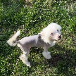 Lightning - Black and white female Chinese Crested puppy in Dresden, Ohio from JJ’s Pawz and Clawz