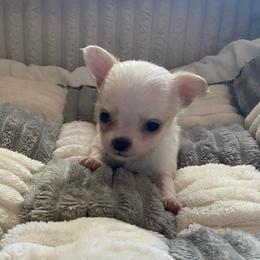 Knox - Cream male Chihuahua puppy in Red Bluff, California from Aye Chihuahua
