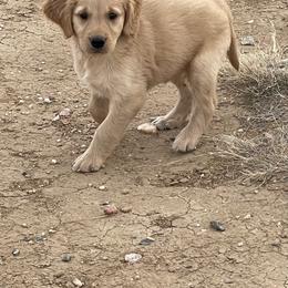 Stella - Golden female Golden Retriever puppy in Wellington, Colorado from High Country Golden Retrievers