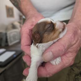 Boy 2 - Parti male Yorkshire Terrier puppy in Bucyrus, Ohio from Dyer's Beauties