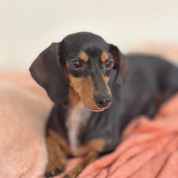 Zoey - Black and tan female Dachshund puppy in Lakeland, Florida from Elite Doxies Florida