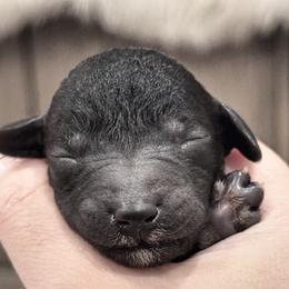 Bedlington Terrier Puppies from Little Starz Bedlington