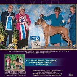 Rhodesian Ridgeback Puppies from Aziza Ridgebacks