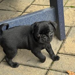 Pug Puppies from Pug Envy