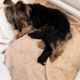 Yorkshire Terrier puppies from Roleez Yorkies